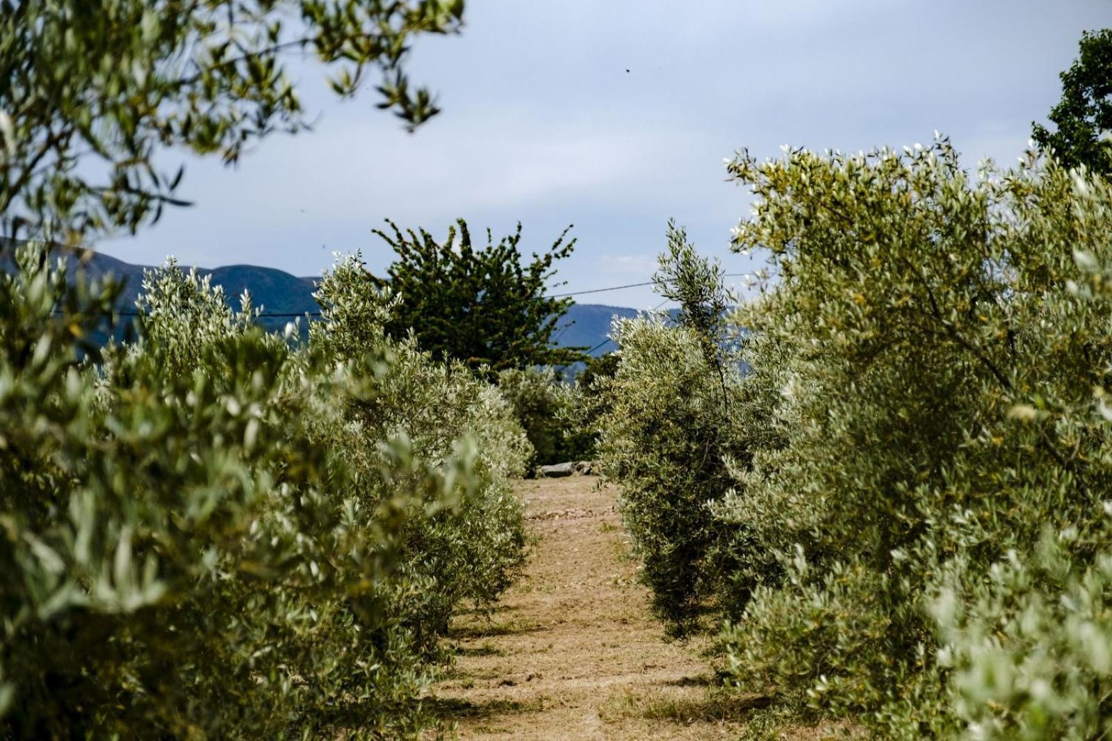 Quinta Das Fontes - Alojamento Rustico Local E Turismo Rural Сан-Педру-ду-Сул Экстерьер фото